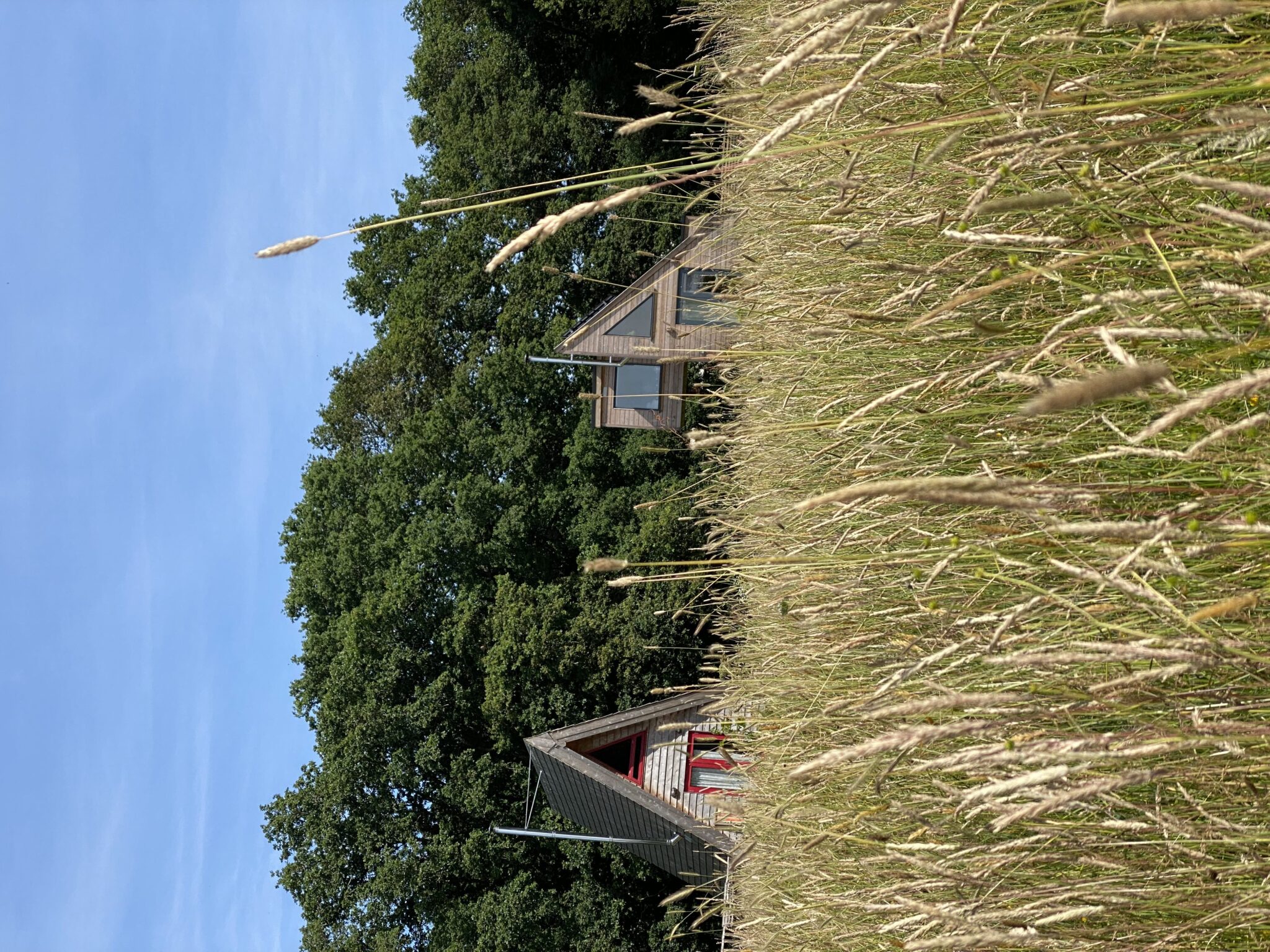 Meadow grasses